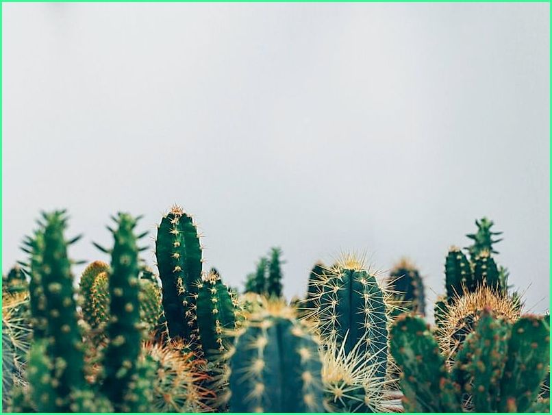 Ilustración botánica de plantas medicinales mexicanas